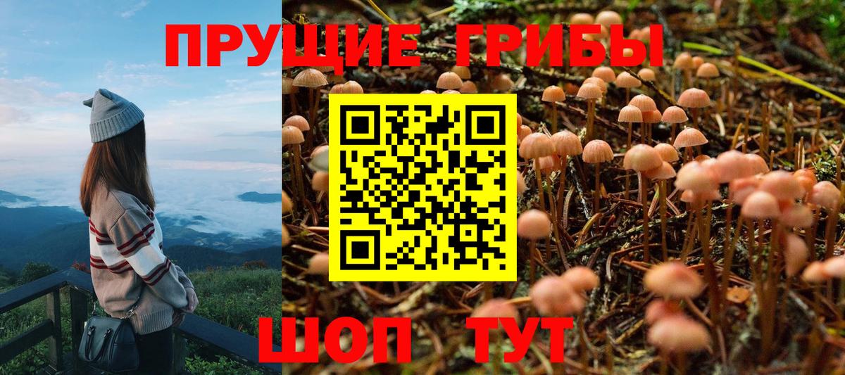 Галлюциногенные грибы Psilocybe Губаха